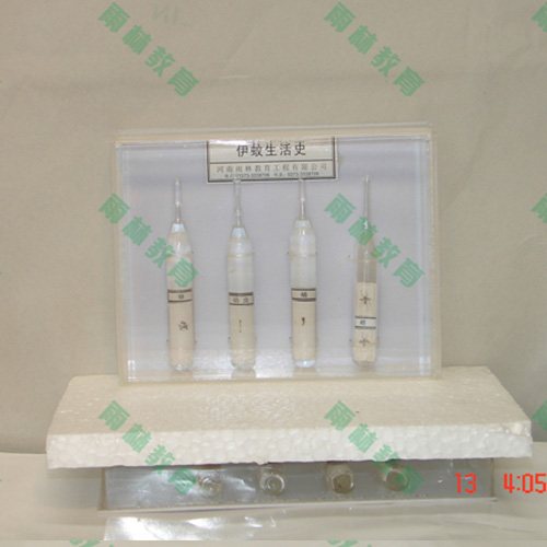 甘肃害虫标本25种