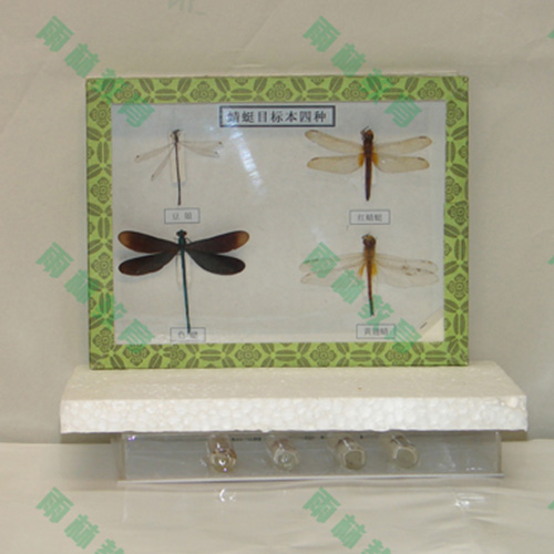 甘肃常见昆虫100种