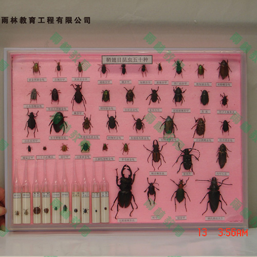 甘肃鞘翅目科昆虫