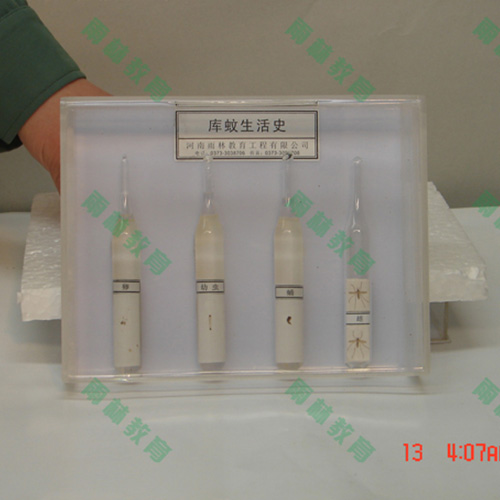 甘肃膜翅目科昆虫