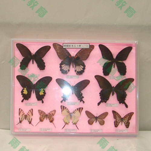 甘肃中国蝴蝶100种