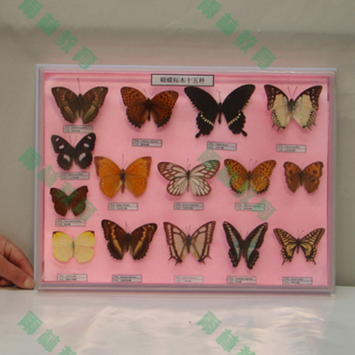 甘肃昆虫足类标本