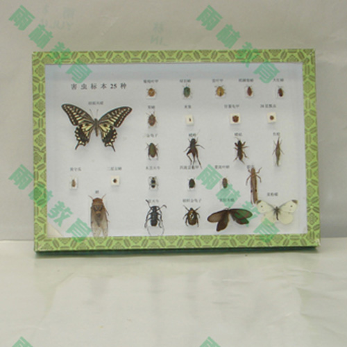 甘肃农业昆虫标本