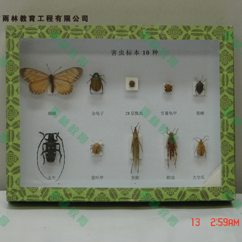 甘肃园林害虫昆虫标本