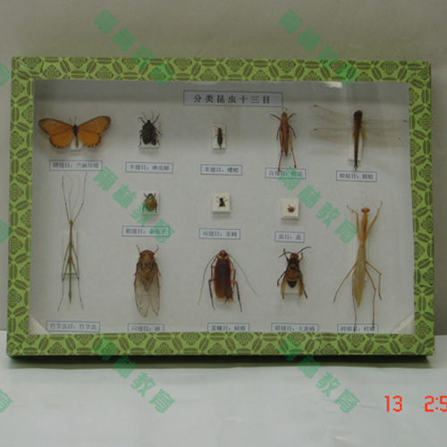 甘肃昆虫分类标本