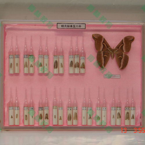 甘肃常见蛾类100种