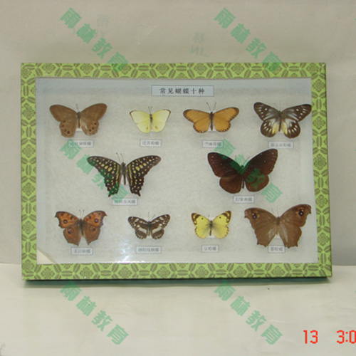 甘肃进口昆虫100种