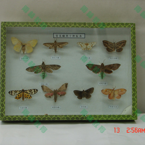 甘肃常见昆虫套装标本