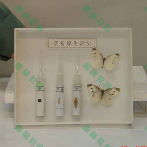 甘肃昆虫口器标本
