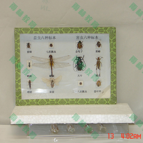 甘肃害虫标本