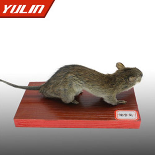 甘肃褐家鼠标本