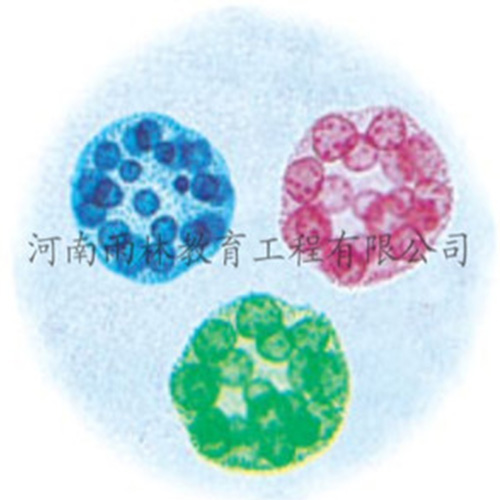 甘肃运动系统塑化标本