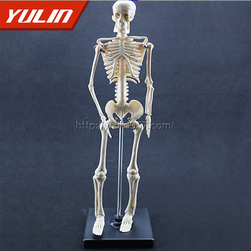 甘肃女性全身骨骼模型