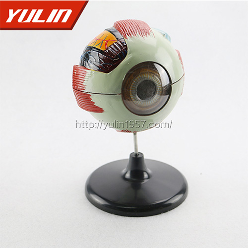 甘肃眼球解剖模型