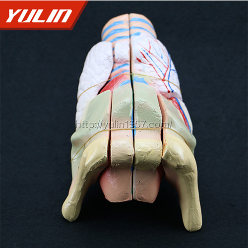 甘肃标准全口牙模型