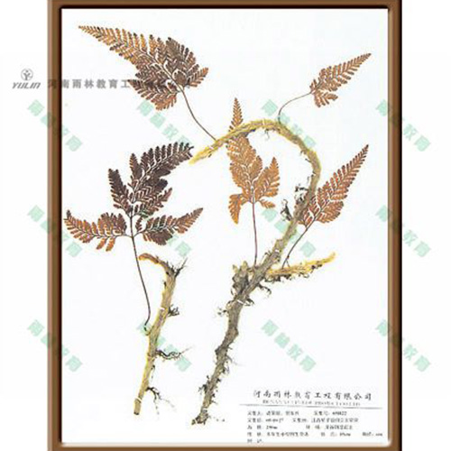 甘肃植物学挂图