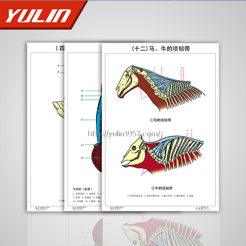甘肃家畜解剖学挂图