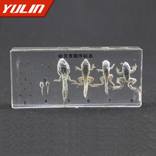 甘肃蛙发育顺序包埋标本