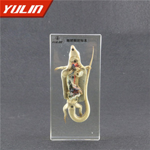 甘肃蜥蜴解剖包埋标本