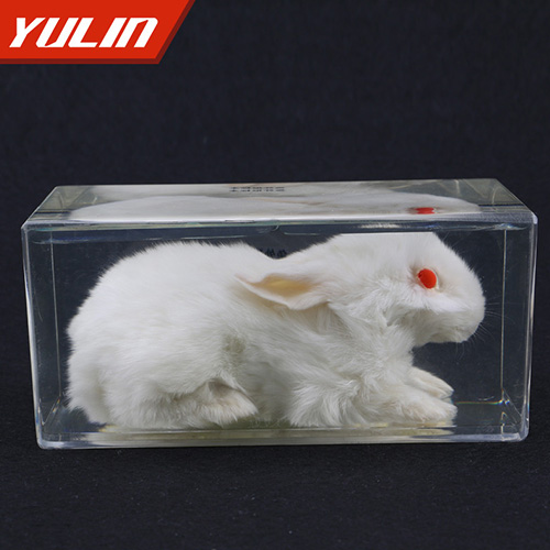 甘肃兔外形包埋标本