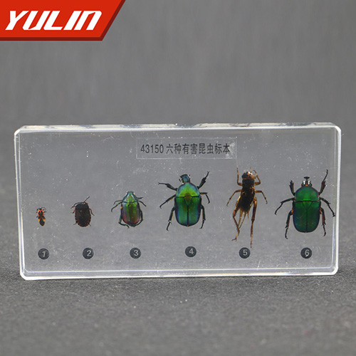 甘肃有害昆虫包埋标本