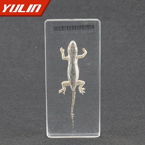 甘肃爬行类动物包埋标本