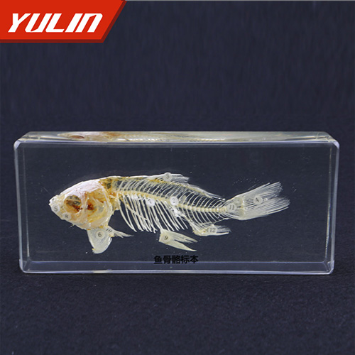 甘肃鱼骨骼包埋标制作