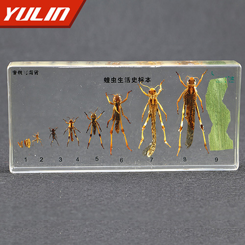 甘肃蝗虫生活史包埋标本