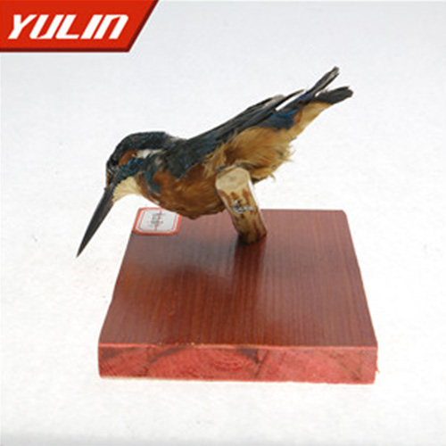 甘肃普通翠鸟标本