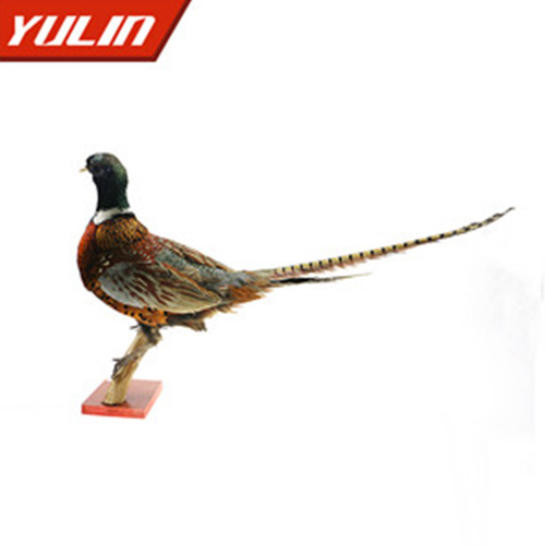 甘肃环颈雉雄标本