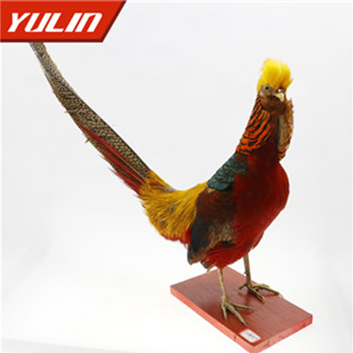 甘肃红腹锦鸡标本