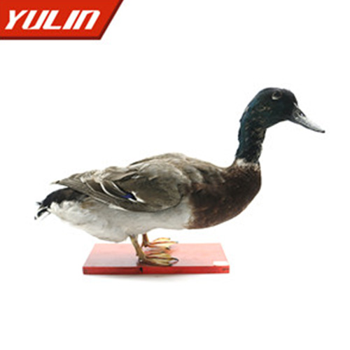 甘肃绿头鸭标本