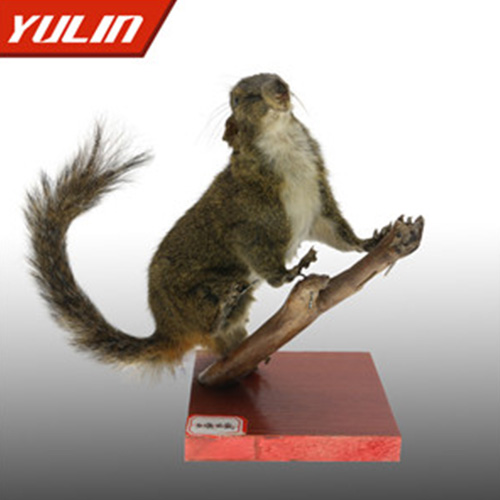 甘肃红腹松鼠标本