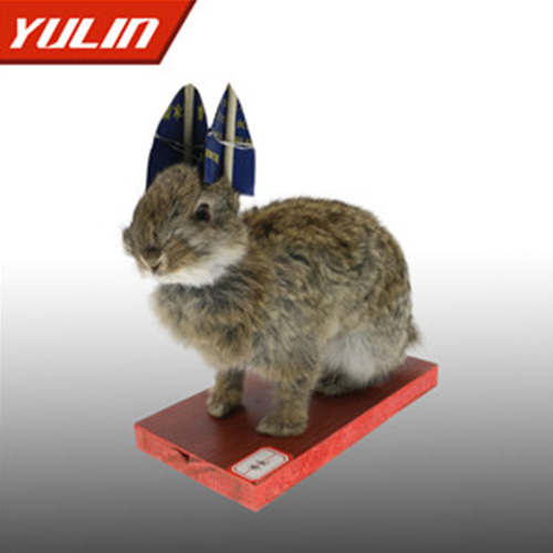 甘肃草兔标本
