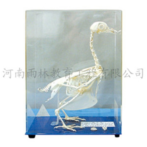 甘肃鸽骨骼标本