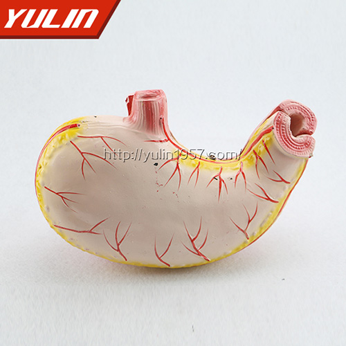 甘肃胃解剖模型