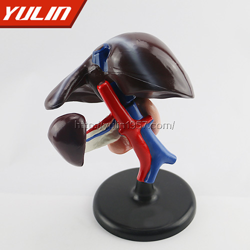 甘肃肝、十二指肠、胰脏模型