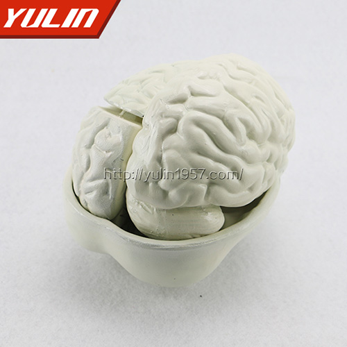 甘肃脑解剖模型