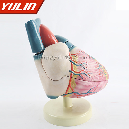 甘肃心脏解剖模型