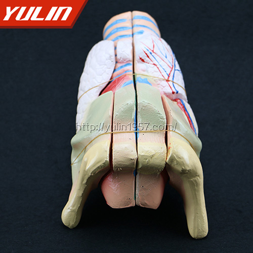 甘肃喉解剖模型