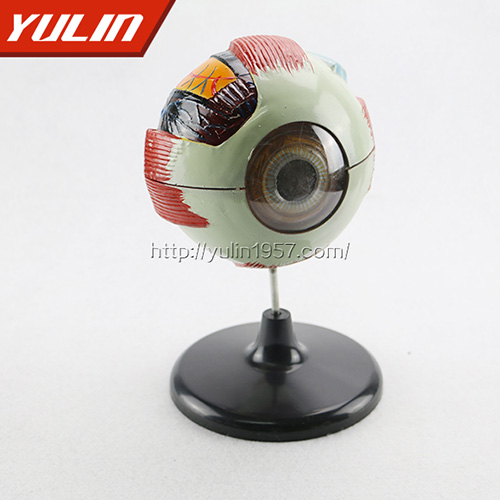 甘肃眼构造模型