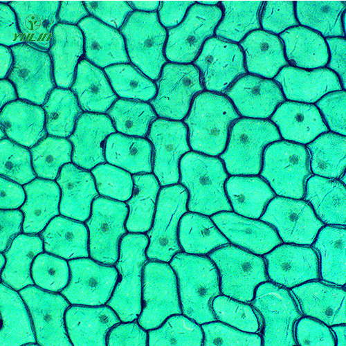 甘肃植物生物学细胞及组织生物玻片