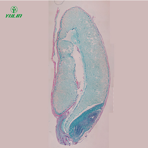 甘肃植物生物学种子类生物玻片