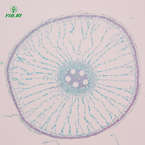 甘肃植物生物学根及根的变态生物玻片