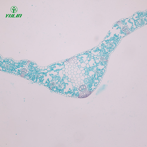甘肃植物生物学叶及叶的变态生物玻片