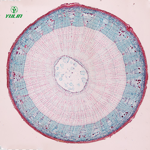甘肃植物生物学茎及茎的变态生物玻片
