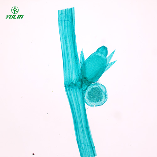 甘肃植物生物学藻类植物生物玻片