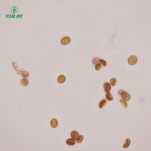 甘肃植物生物学菌类植物生物切片