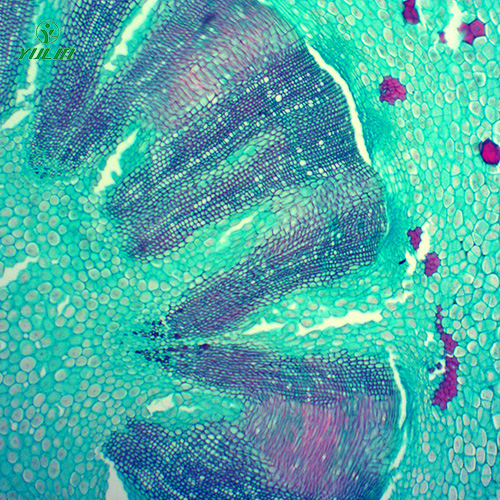 甘肃常见药用植物根及根茎生物玻片