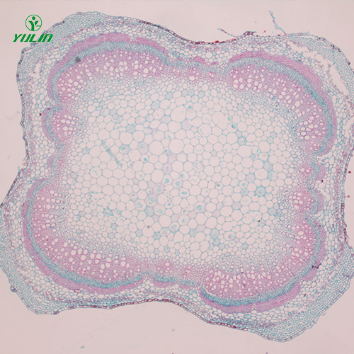 甘肃植物茎木类横切生药横切